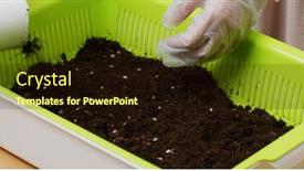  Presentation with vegetable garden - Presentation theme with planting-vegetable-at-home background and a wine colored foreground