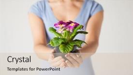  Presentation with hands holding a tree - Slide set enhanced with pink party - vail - tender summer decor background and a light blue colored foreground.