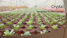  Presentation with horticulture - Beautiful presentation design featuring plants and flowers in horticulture backdrop and a light gray colored foreground
