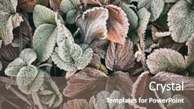  Presentation with plants - Beautiful slides featuring plants are covered with frost backdrop and a violet colored foreground