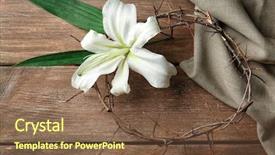  Presentation with easter lily - Slide set featuring plants bible - crown of thorns and easter background and a tawny brown colored foreground