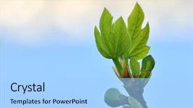  Presentation with honey - Amazing presentation having plants bible - honey green figs backdrop and a light blue colored foreground