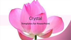  Presentation with white lotus flower - Cool new slides with plants botany - lotus flower isolated on white backdrop and a lilac colored foreground