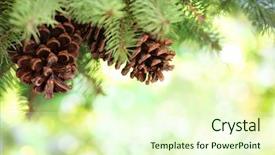  Presentation with pine - Beautiful presentation featuring plants christmas - closeup of pine branch backdrop and a cream colored foreground