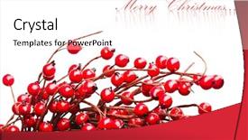  Presentation with christmas holly - Beautiful slides featuring plants christmas - european holly isolated on white backdrop and a  colored foreground
