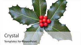  Presentation with holly - PPT theme with plants christmas - holly leaves and berries isolated background and a white colored foreground