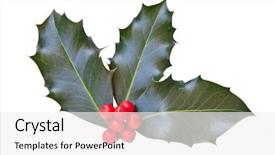  Presentation with christmas holly - Theme consisting of plants christmas - holly leaves and berries isolated background and a white colored foreground