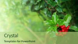  Presentation with holly - Presentation theme with plants christmas - photo of holly branch detail background and a mint green colored foreground
