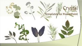  Presentation with herb - Theme with plants drugs - dried pressed herb leaf abstract background and a cream colored foreground