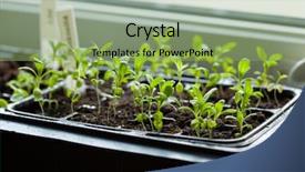 Presentation with plants growing - Beautiful presentation theme featuring plants growing in germination plastic backdrop and a seafoam green colored foreground