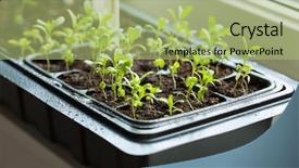  Presentation with plants growing - PPT layouts enhanced with plants growing in germination plastic background and a mint green colored foreground