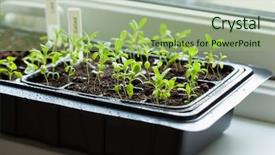  Presentation with plants growing - Amazing presentation design having plants growing in germination plastic backdrop and a  colored foreground