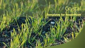  Presentation with plants growing - Beautiful theme featuring plants-growing-on-a-field backdrop and a tawny brown colored foreground