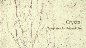  Presentation with plants growing - Slides consisting of plants-growing-on-stone-wall background and a cream colored foreground