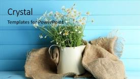  Presentation with rustic wood wooden frame - Presentation theme consisting of plants growth - chamomiles in jug on color background and a  colored foreground