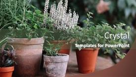  Presentation with plants - Amazing slide set having plants-in-pot-herbs backdrop and a ocean colored foreground