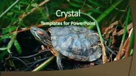  Presentation with green pea plant - Slide set consisting of plants in singapore botanic garden background and a tawny brown colored foreground