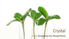  Presentation with transgenic plants food test - Audience pleasing slide deck consisting of plants in test tube isolated backdrop and a cream colored foreground