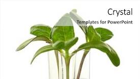  Presentation with biochemistry - Slide set consisting of plants in test tube isolated background and a white colored foreground