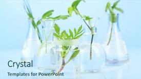  Presentation with test tubes - Presentation enhanced with plants in test tubes background and a cool aqua colored foreground