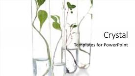  Presentation with test tubes - Slides enhanced with plants in test tubes background and a white colored foreground