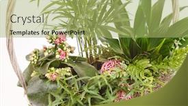  Presentation with plants - Cool new PPT theme with plants-in-the-basket backdrop and a mint green colored foreground