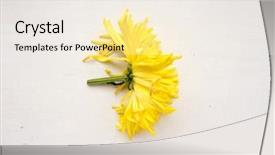  Presentation with plants - Presentation theme featuring flower aster is a genus background and a lemonade colored foreground