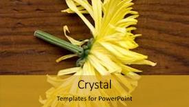  Presentation with plants - PPT theme consisting of flower aster is a genus background and a gold colored foreground