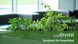  Presentation with plants in office - Amazing slides having plants in the office backdrop and a forest green colored foreground