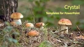  Presentation with mushroom - Cool new slides with plants is on a forest backdrop and a tawny brown colored foreground