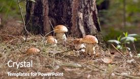  Presentation with mushroom - Beautiful theme featuring plants is on a forest backdrop and a coral colored foreground