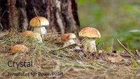  Presentation with mushroom - PPT layouts with plants is on a forest background and a coral colored foreground