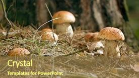  Presentation with button mushroom fresh mushroom - Theme having plants is on a forest background and a coral colored foreground