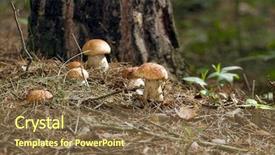  Presentation with fresh lettuce strawberries blueberries mushroom - Slide deck featuring plants is on a forest background and a tawny brown colored foreground