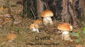  Presentation with button mushroom fresh mushroom - Cool new theme with plants is on a forest backdrop and a coral colored foreground