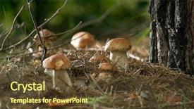 Presentation with oyster mushrooms fresh mushrooms - PPT layouts enhanced with plants is on a forest background and a tawny brown colored foreground