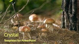  Presentation with mushroom - Beautiful PPT layouts featuring plants is on a forest backdrop and a tawny brown colored foreground