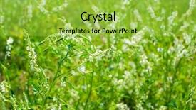  Presentation with sweet clover - Presentation having plants medicine - medicinal plant white sweet clover background and a yellow colored foreground