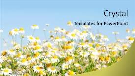  Presentation with medicine plants - Presentation design consisting of plants medicine - white camomile background and a light blue colored foreground