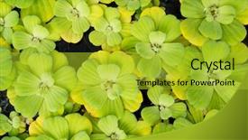  Presentation with plants - PPT theme consisting of monocots plants - green duckweed background and a yellow colored foreground