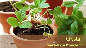  Presentation with clay - Cool new presentation theme with plants ready for the garden backdrop and a tawny brown colored foreground