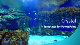  Presentation with fishes - Theme with plants sea - underwater image of tropical fishes background and a  colored foreground