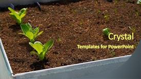  Presentation with plants - Cool new PPT theme with plants sprouts in an orchard backdrop and a tawny brown colored foreground
