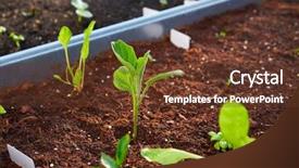  Presentation with urban neighborhood plans - Colorful PPT layouts enhanced with plants sprouts in an orchard backdrop and a tawny brown colored foreground