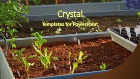  Presentation with orchard - Slides with plants sprouts in an orchard background and a tawny brown colored foreground