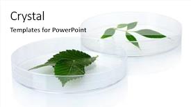  Presentation with genetically modified plants - Slide deck with plants tested in petri dish background and a white colored foreground