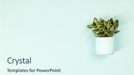  Presentation with succulent - Beautiful theme featuring succulent on blue background flat backdrop and a sky blue colored foreground