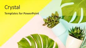  Presentation with succulents - Beautiful slide deck featuring monstera leaves on pastel backdrop and a yellow colored foreground