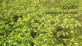  Presentation with agriculture farm machinery spraying insecticide - Slide deck with plants with insecticide in garden background and a gold colored foreground