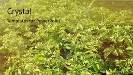  Presentation with agriculture farm machinery spraying insecticide - Presentation theme enhanced with plants with insecticide in garden background and a yellow colored foreground